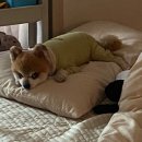 뽀송뽀송펫뷰티 이미지