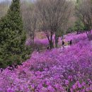 동산 | 경기도 진달래 명소 부천 진달래동산 축제 후기