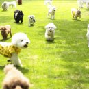 퍼피스프링 이미지