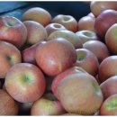 전일농장 이미지