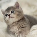 시바견분양.kr 이미지