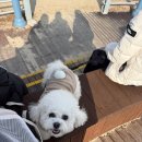 세븐일레븐 강릉교항점 | 강릉 세인트존스 호텔 강아지 동반 후기 가족 여행에 딱 좋은 숙소