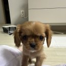 도그센추리 이미지