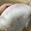 친절한애견미용실 이미지