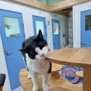 고양이호텔코자냥 이미지