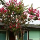 만리포헛개나무농장 이미지