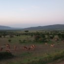 세렝게티 이미지