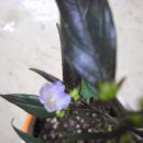 도도나메아 에쿠메아 꽃입니다 ~ 이미지