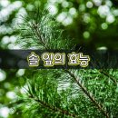 [솔 잎의 효능] 이미지