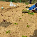 일도농장 이미지