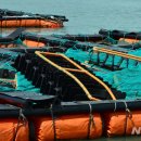 완도19호 이미지