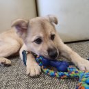 고양시 동물보호센터 이미지