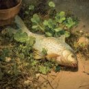 물고기나무 이미지