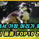 개 좋은 세상 이미지