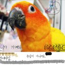 새들의 서열도 무섭습니다. (망고네 식구소개) 이미지