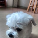 감계동물병원 | 굿하트동물병원 미용실후기 부분미용