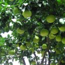 2010년 11월12일-제주 구경 첫째날 이미지