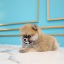 도그마루 강아지 고양이 양산화명점 이미지