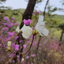 진달래목장 이미지