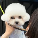 캄애견미용학원 네이버블로그