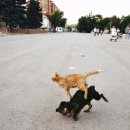 강아지와 고양이 이미지