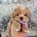 아이러브독 강아지분양 부천점 이미지