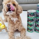 검프코리아 | 뉴트라이프 🌸 퓨어 도그 그린트라이프🦌 5종 검프리 주식캔 소중한 반려견에게 영양가득 안전한 성분...