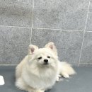 동물친구들 애견미용실 이미지