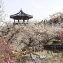 매화농장 이미지