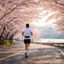가정1동 행정복지센터 삼거리 일원 | 2026 경주벚꽃마라톤 일정 코스 출발장소 준비물 총정리