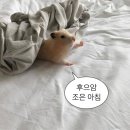 굿럭투데이 | 🇹🇭 Phuket_2일차(PhiPhi)