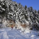 원대리 자작나무숲 이미지