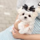 컴투펫 강아지고양이 미용 인천점 | 부천강아지분양 궁금한 점이 많다면?