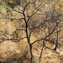 칼봉산자연휴양림 이미지