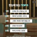 성격급한 사람의 텃밭🌿 제주 주간일상 * 제주 지원사업(택배비지원, 그린리모델링) + 제주 애플망고...