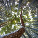 죽림2로 이미지