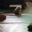 젤리댕댕이 이미지