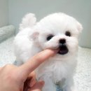 어바웃독 이미지