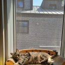 딩글딩글고양이 이미지