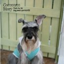 개털깎는남자 이미지