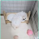 로얄펫 강아지분양 고양이분양 전주본점 이미지