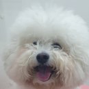 쁘띠그루밍 이미지