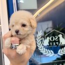 타이니펫 송파헬리오시티점 이미지