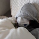 순수약국 | 약국 시네츄라시럽 콧물 부작용 후기