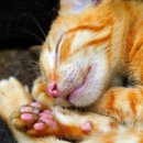 말랑말랑 이미지