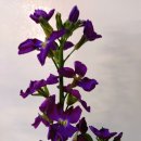 비단향꽃무 이미지