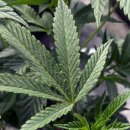 오성약국 이미지