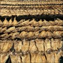 명태이야기 이미지