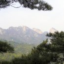 진달래 핀 풍경 이미지