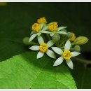 싱싱장구 이미지